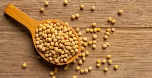 Genistein Extract and Bone Health: Mechanisms and Therapeutic Potential
